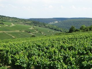 Fototapeta na wymiar Paysage des vignes de Bourgogne