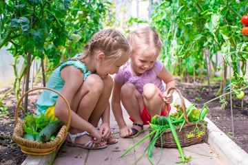 Obraz premium Cute little girls collect crop cucumbers in the greenhouse