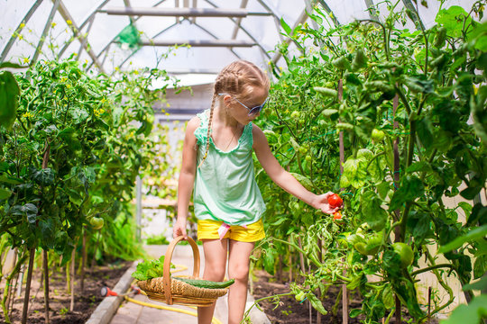 Cute little girl collects crop cucumbers and tomatos in