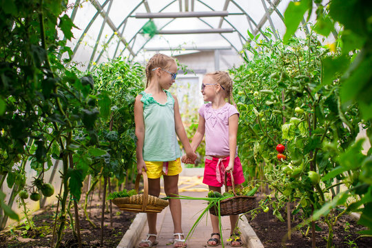 Cute little girls collect crop cucumbers in the greenhouse