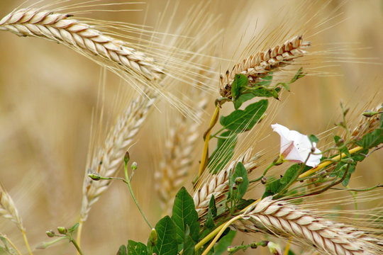 Ackerwinde im Feld