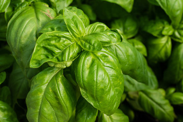 Basil plant with green leaves
