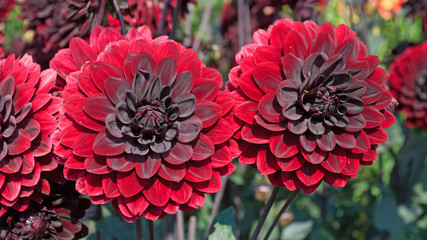 Dahlien