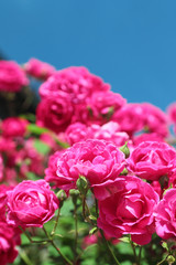 Fototapeta premium pink garden roses