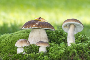 mushrooms - Boletus edulis