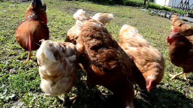 Hahn Bauernhof Huhn H&uuml;hner Bio Hennen