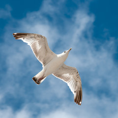 Seagull soars in the sky
