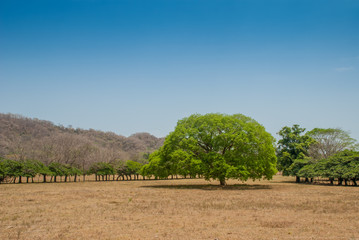 Fototapeta premium Single tree in dry field