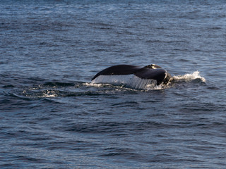 Fototapeta premium whale