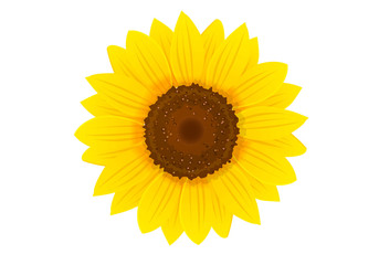 Obraz premium Sunflower