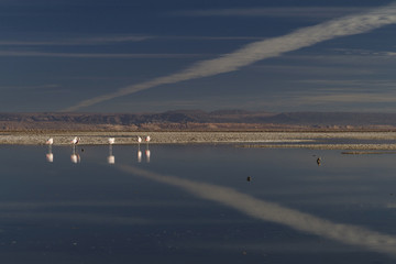 flamingos and sky reflected in the lake (Andes in Chile)