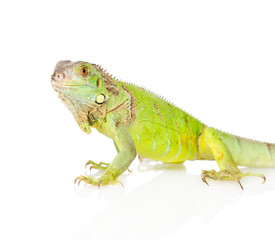 Closeup green iguana in profile. isolated on white background