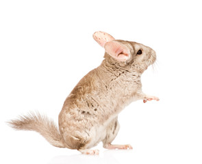 chinchilla standing on hind legs in profile. isolated on white b