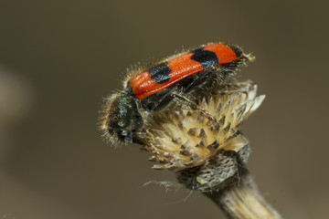 red beetle on top of plant