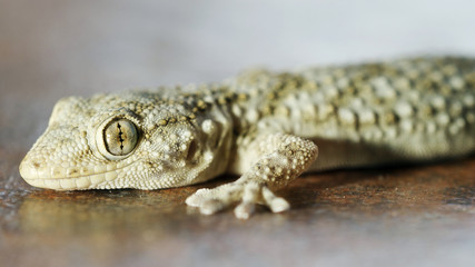 gecko macro