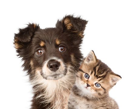 closeup puppy dog and kitten together. isolated on white backgro