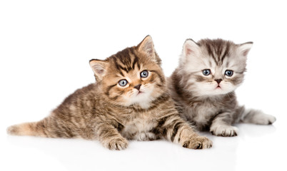 Fototapeta na wymiar two british kittens looking at camera. isolated on white backgro