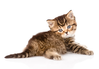 baby british tabby kitten looking at camera. isolated on white b