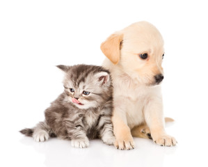 golden retriever puppy dog and british tabby cat sitting togethe