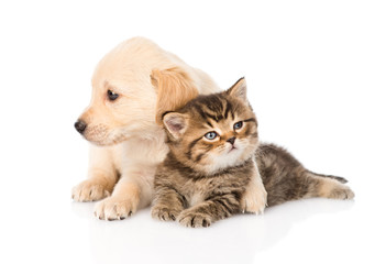 golden retriever puppy dog hugging british cat. isolated on whit