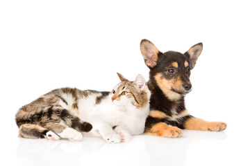 small puppy dog and kitten lying together. isolated on white bac