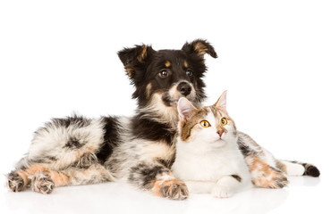 mixed breed dog and cat looking away. isolated on white backgrou
