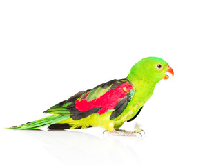 Fototapeta na wymiar Red-Winged Parrot (Aprosmictus erythropterus) in profile . isola