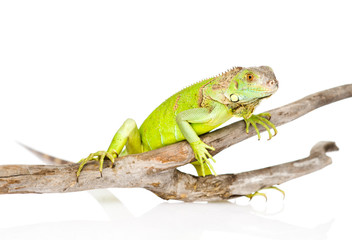 green agama crawling on dry branch. isolated on white background
