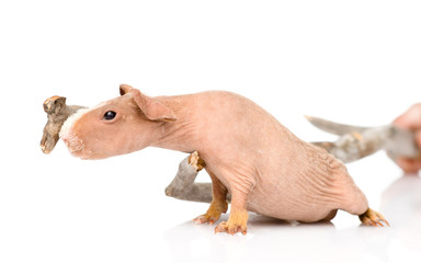 skinny guinea pig standing in profile. isolated on white backgro