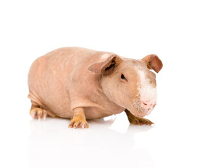 skinny guinea pig lying in front. isolated on white background