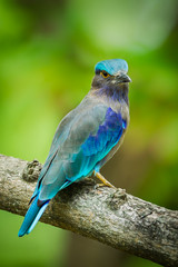 Close up portrait of Indian roller(Coracias benghalensis)
