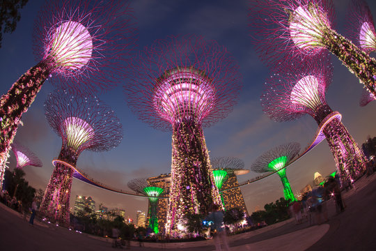 SINGAPORE - MARCH 27: Night view of Supertree Grove at Gardens b