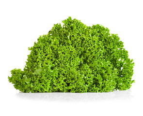 Obraz premium green lettuce isolated on white background