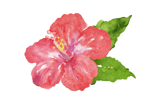 11 028 Best ハイビスカス Images Stock Photos Vectors Adobe Stock