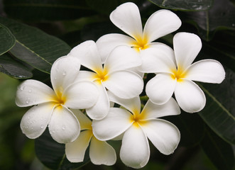 Fototapeta na wymiar Close up of frangipani flower or Leelawadee flower on the tree