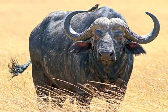Cape Buffalo on the Masai Mara in Africa
