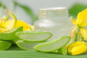 Aloe vera plant for skincare