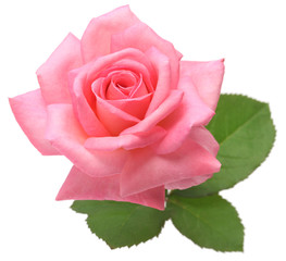 pink rose with leaves - obrazy, fototapety, plakaty
