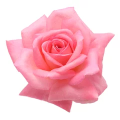 Poster Roses pink rose isolated on white backgroud
