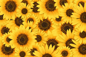 Wild sunflower blossom background