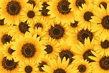 Foto op Aluminium Wild sunflower blossom background © leekris