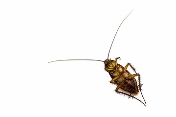 Dead cockroach.