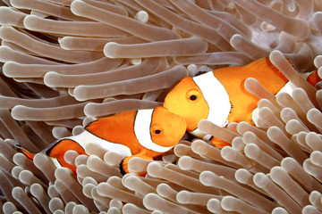 Two Clown Anemonefish