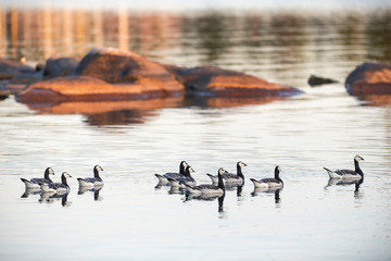 Group of Canada goose birds