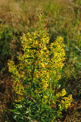 echtes labkraut galium verum