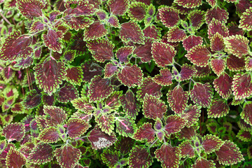 red and green leaf texture background