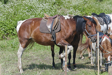 Fototapeta premium Brown horse