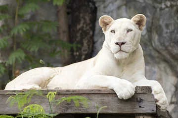 Poster de jardin Lion Un lion blanc endormi