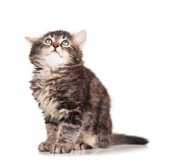 Cute kitten