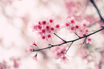 sakura cherry blossom flowers